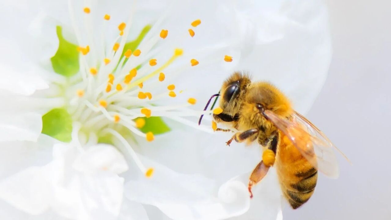 Agrandamiento del pene después de la picadura de abeja
