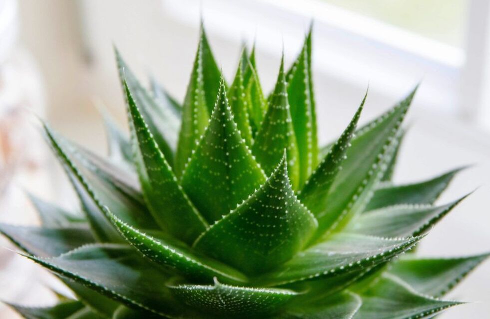 Aloe vera para agrandar el pene