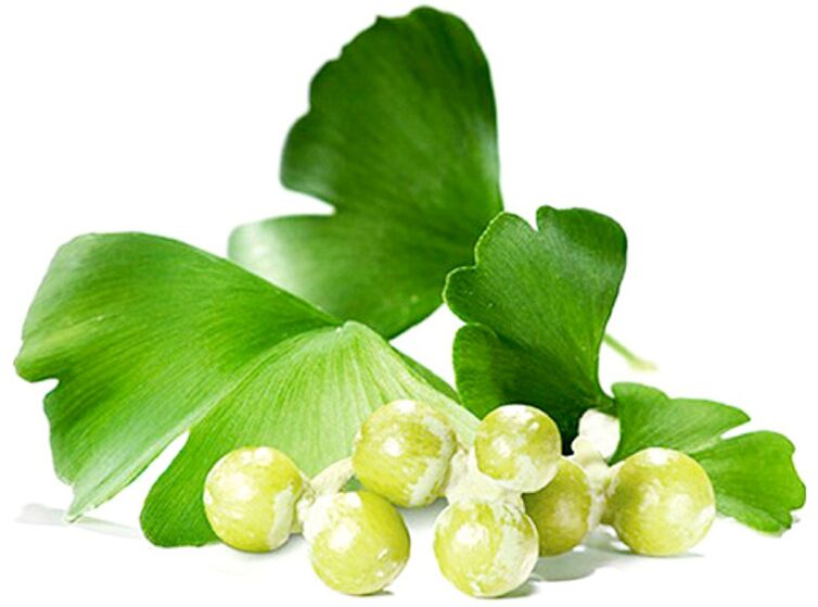 Ginkgo biloba mejora la circulación sanguínea en el tejido del pene