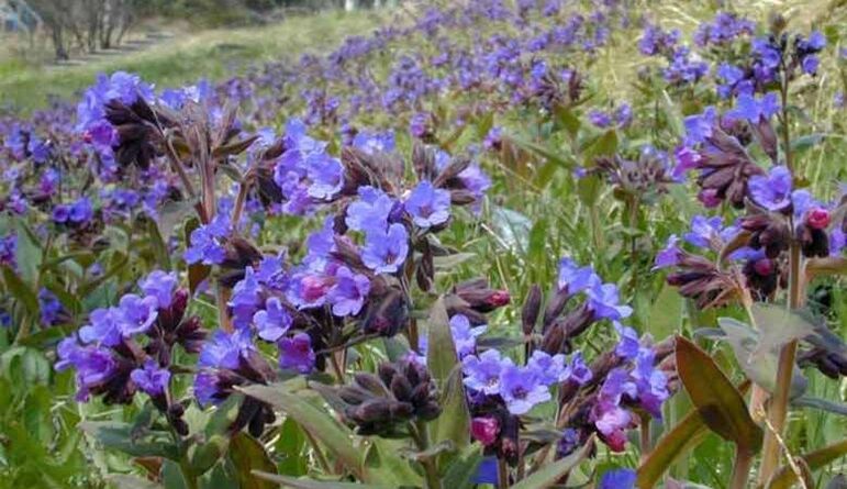 La pulmonaria se utiliza para preparar infusiones que favorecen el agrandamiento del pene.